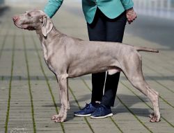 Aschfahl Keypa Kontact 